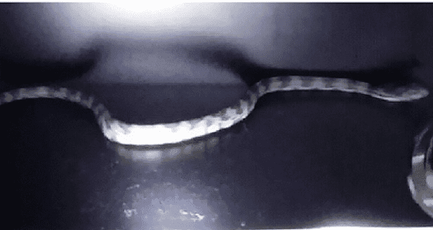 Crotale dans le vestiaire des Spurs