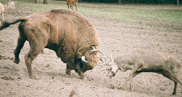 preview chiacgo bulls milwaukee bucks