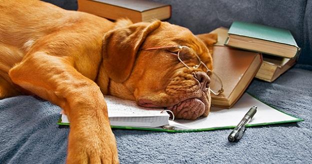 Fatigue - Chien qui dort