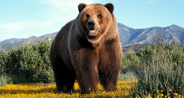 Marc Gasol, grizzly