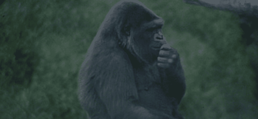 Singe, TrashTalk Fantasy League