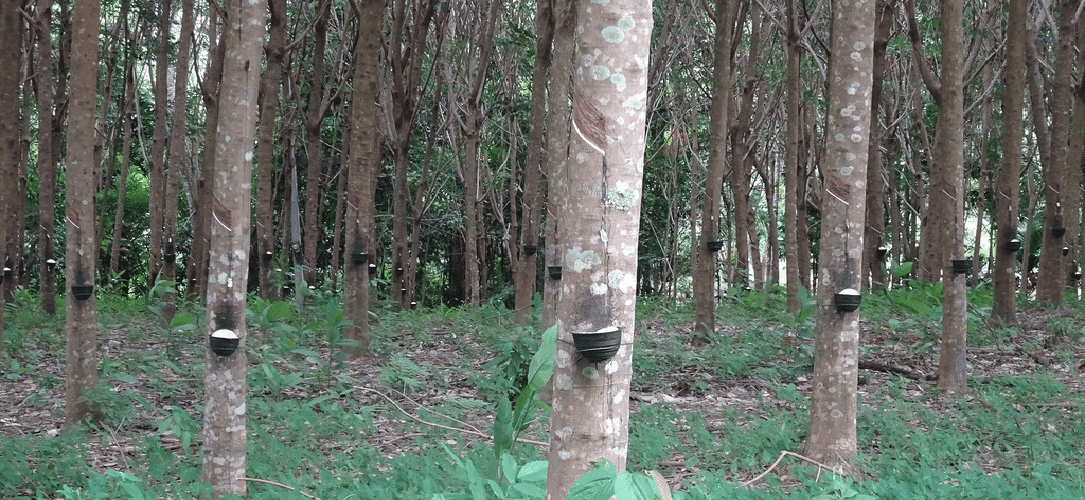 Arbres, Hasheem Thabeet