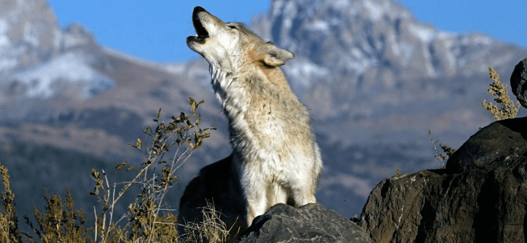 Loup, Wolves TrashTalk Fantasy League