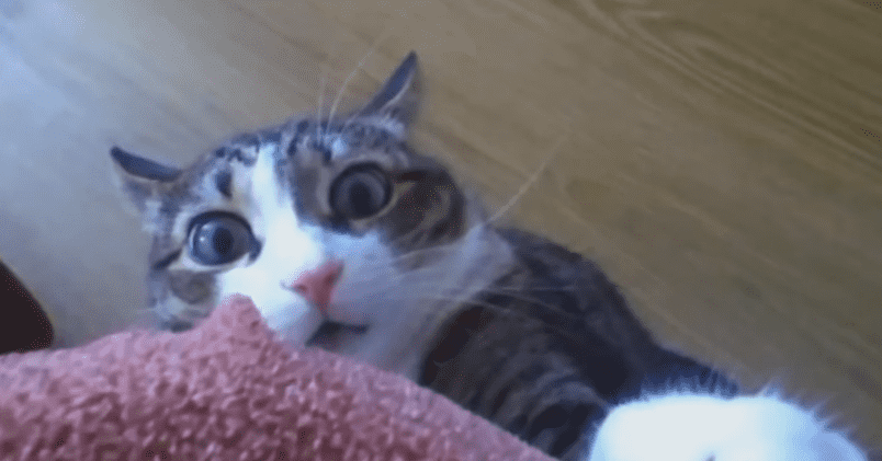 TrashTalk Fantasy League