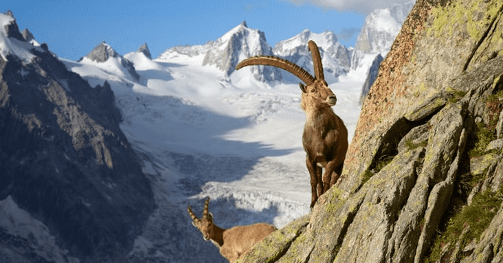 savoie bouquetin montagne