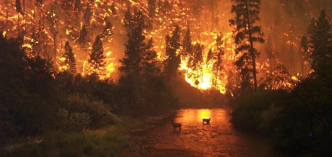 TrashTalk Fantasy League - incendie