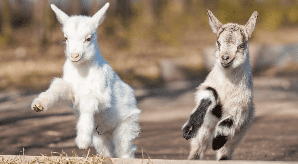 TrashTalk Fantasy League goat