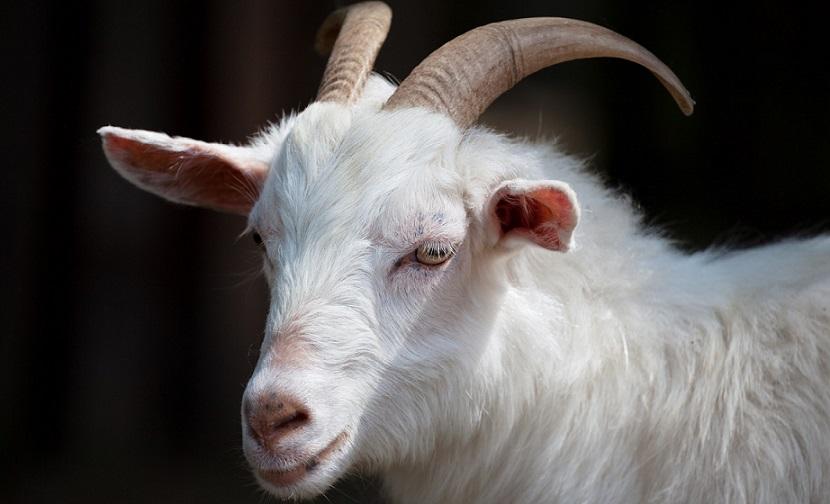 LeBron James Lakers GOAT