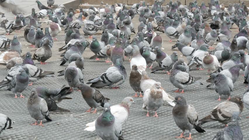 pigeons