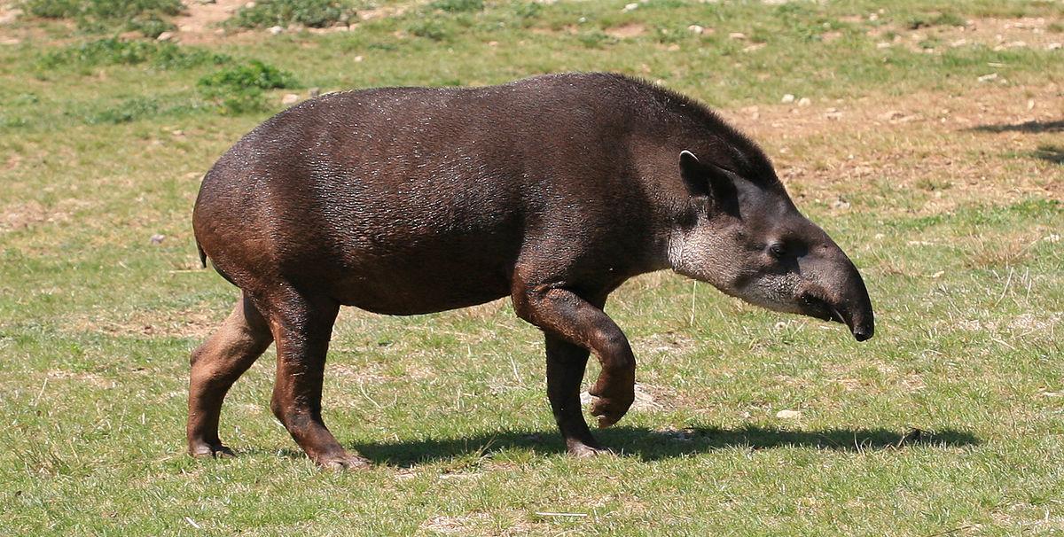 tapir