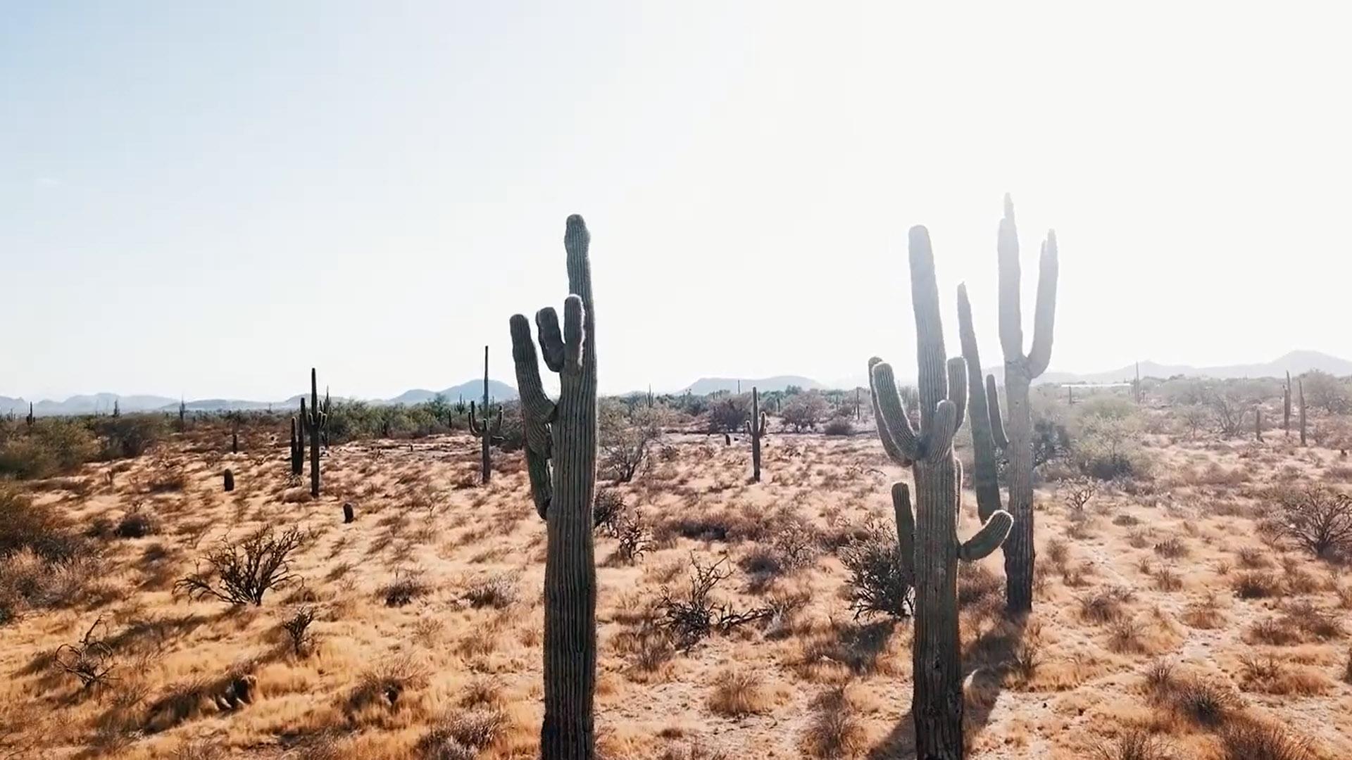Phoenix Suns Cactus 9 mars 2020