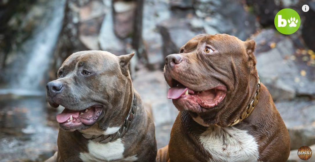 pitbull 20 avril 2020