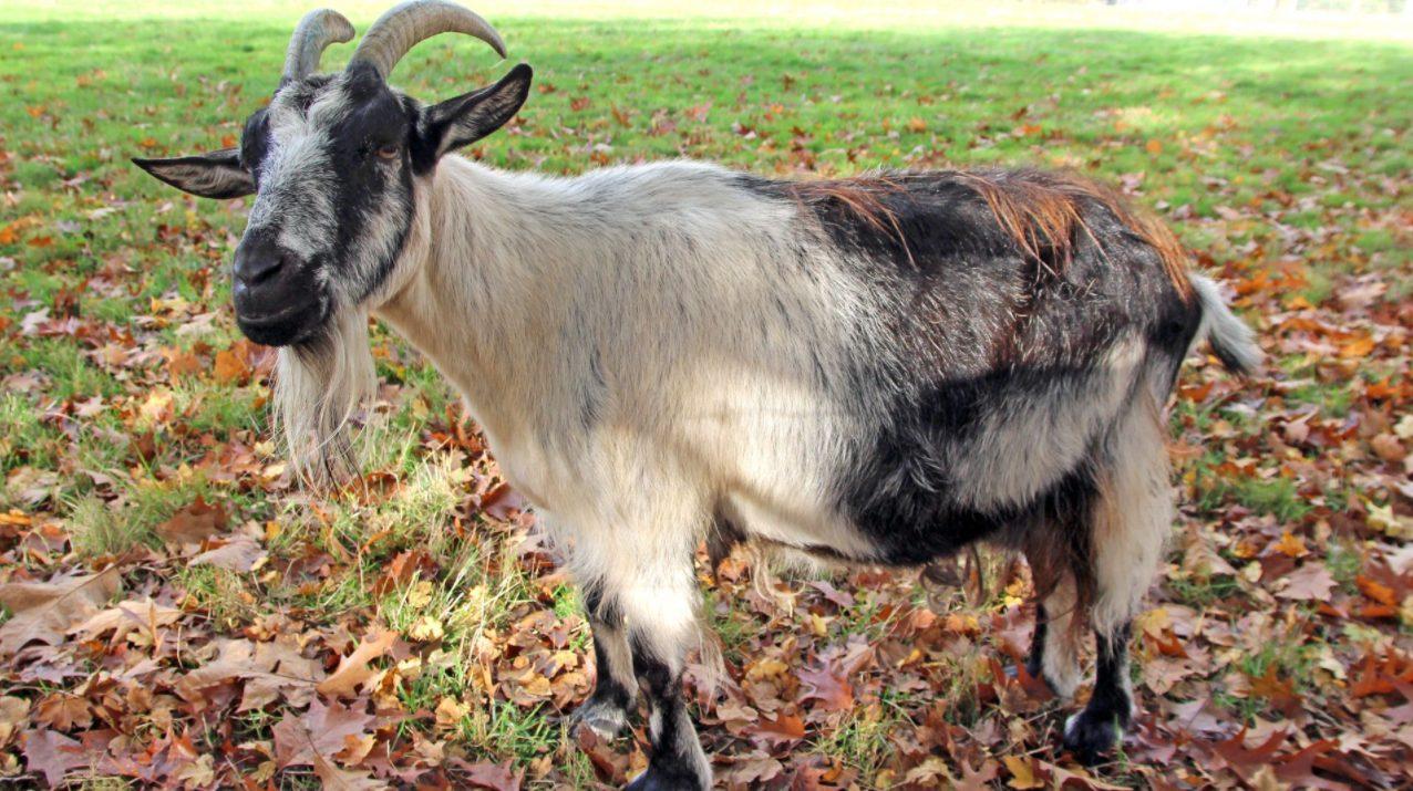 chèvre 12 décembre 2020