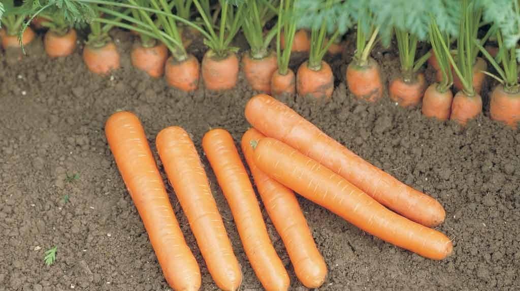 carottes 24 décembre 2020