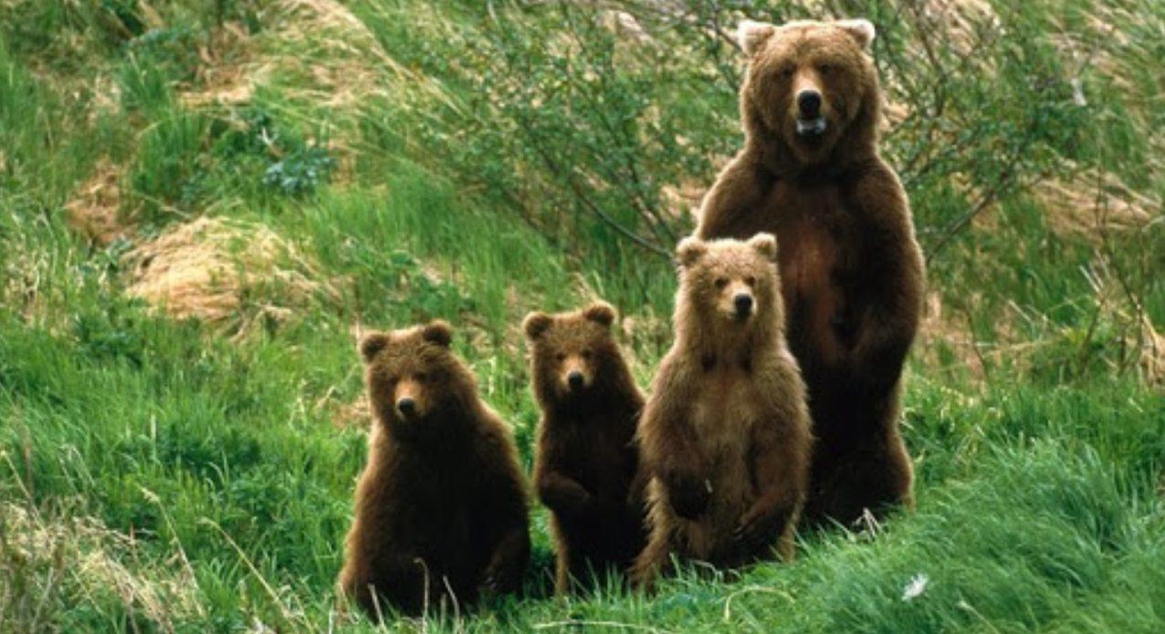 oursons 18 décembre 2020