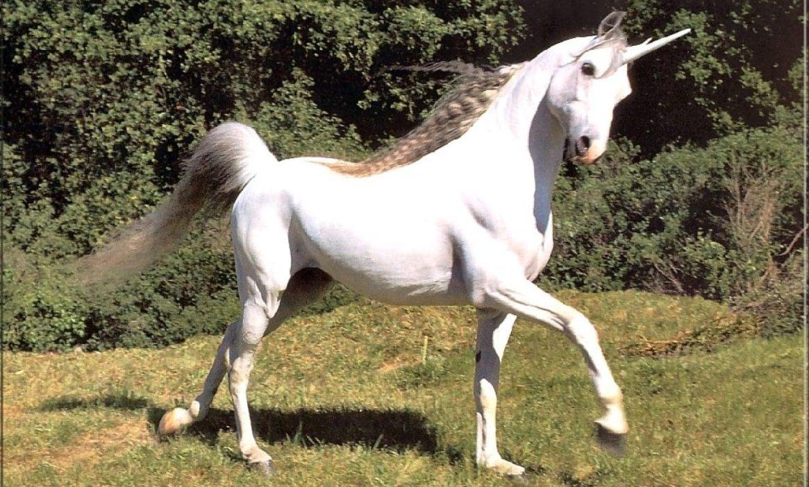 Licorne 21 janvier 2021