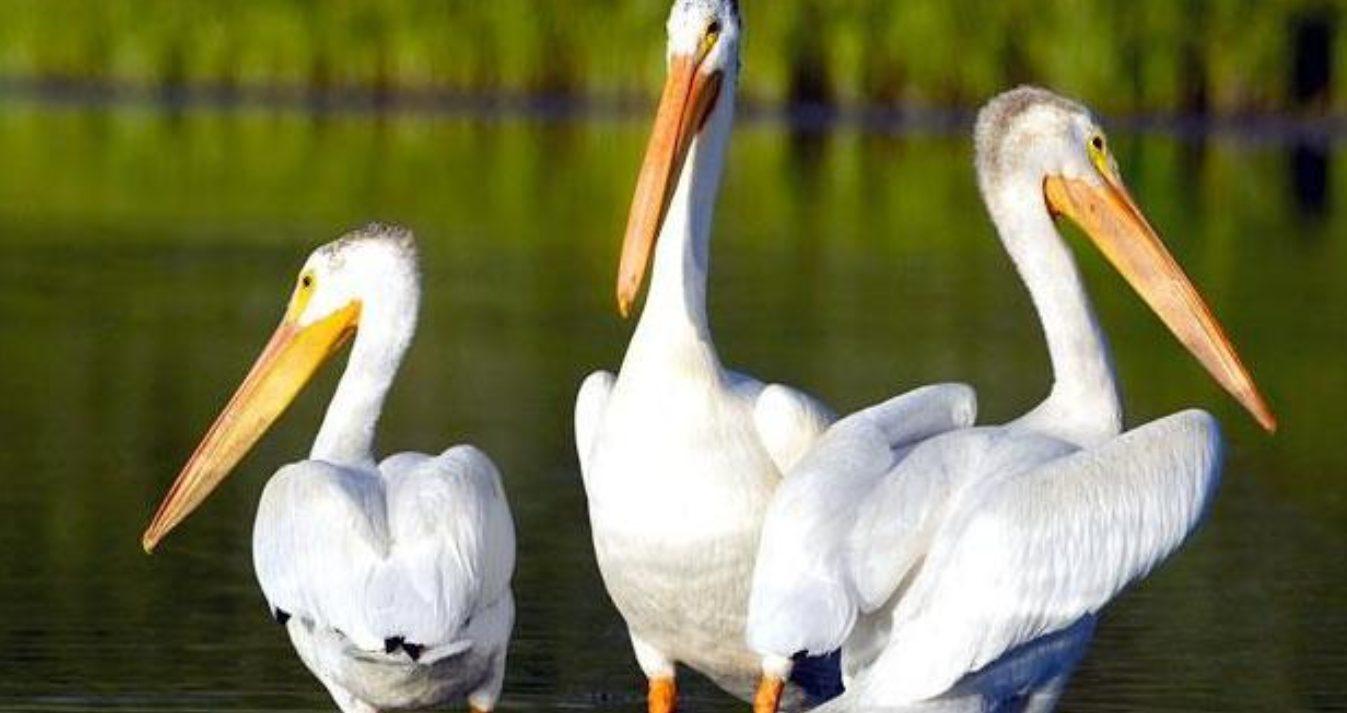 pelicans 29 septembre 2021