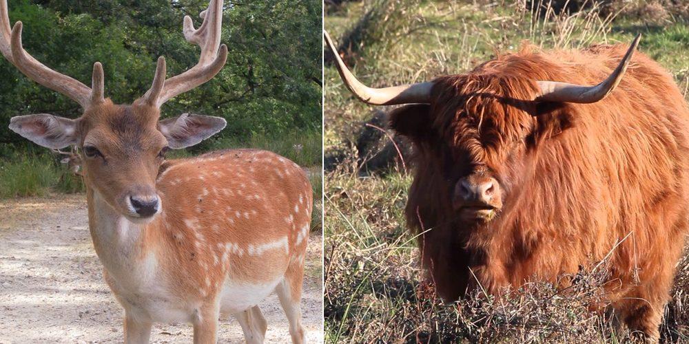 Milwaukee Bucks / Chicago Bulls