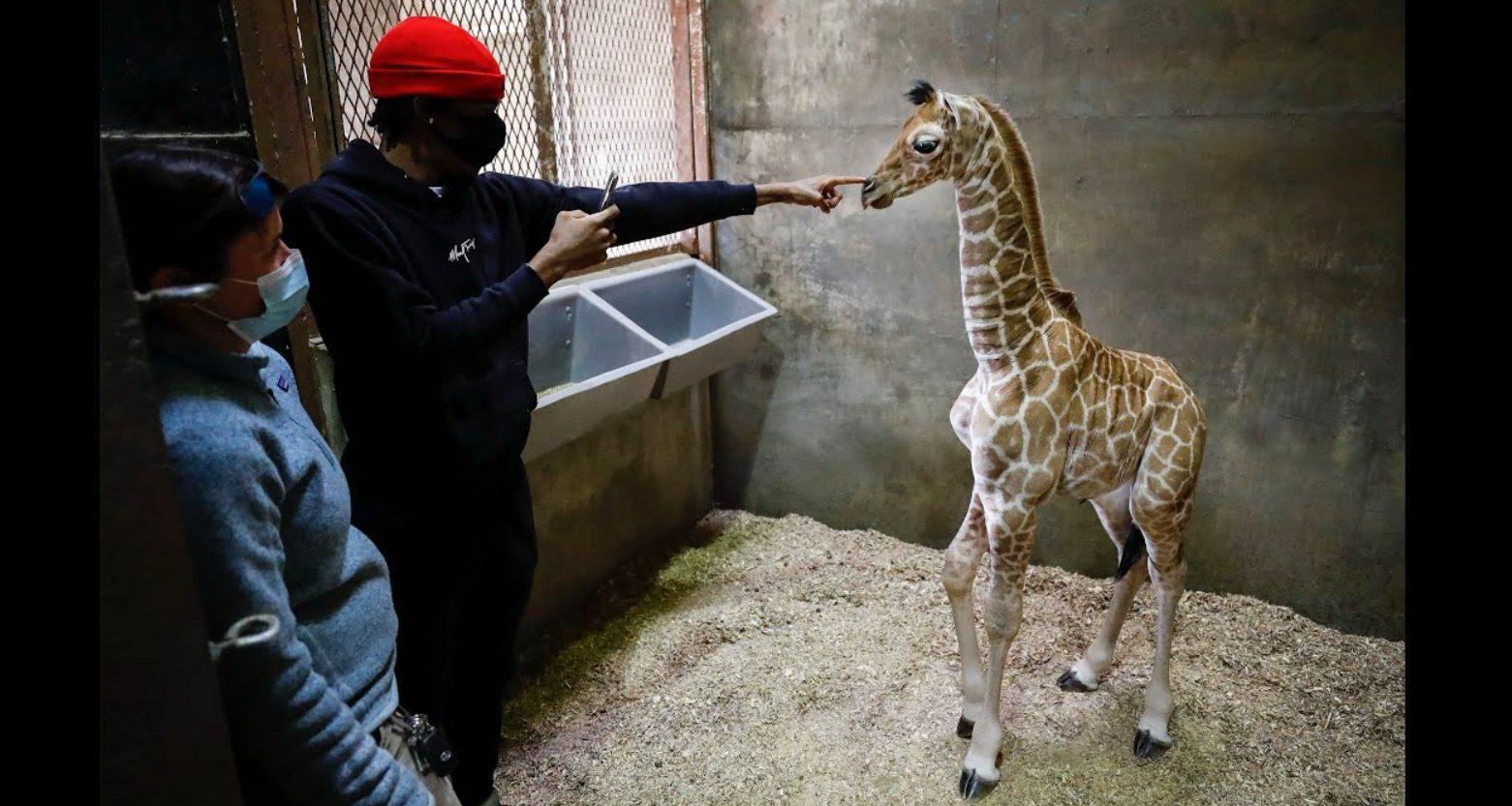 Ja Morant girafe 22 juin 2022