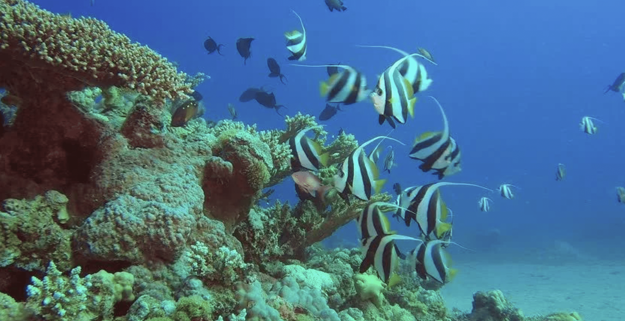 poissons free agency