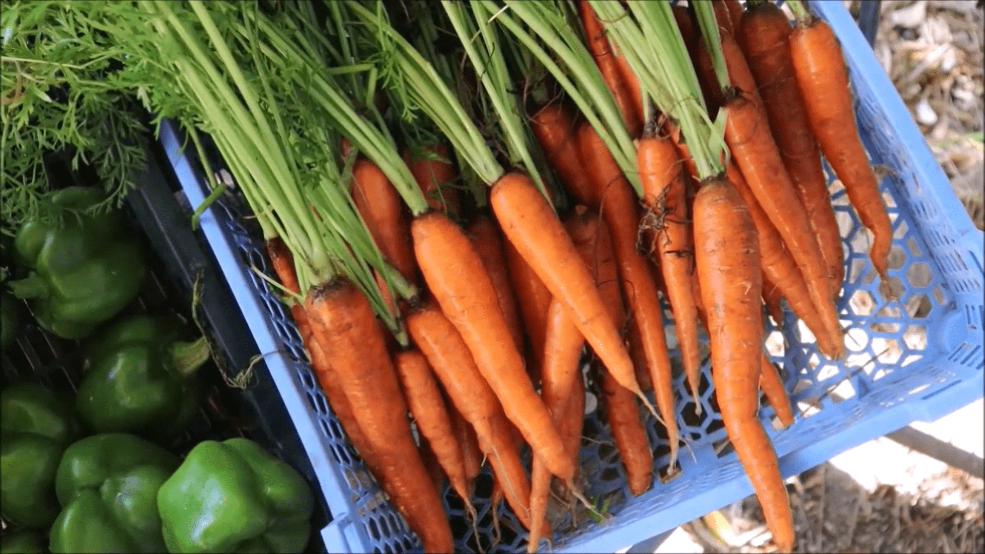 Carotte TTFL 17 octobre 2022