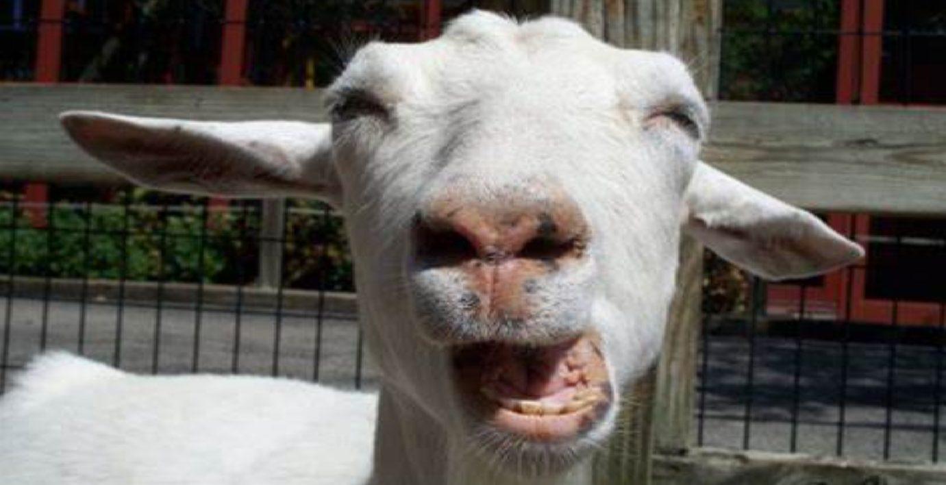 chèvre 6 novembre 2022