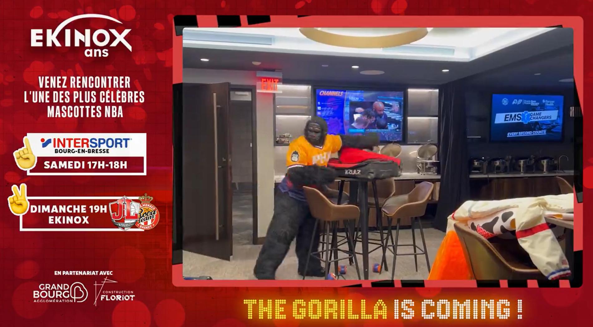 Gorilla 2 février 2024