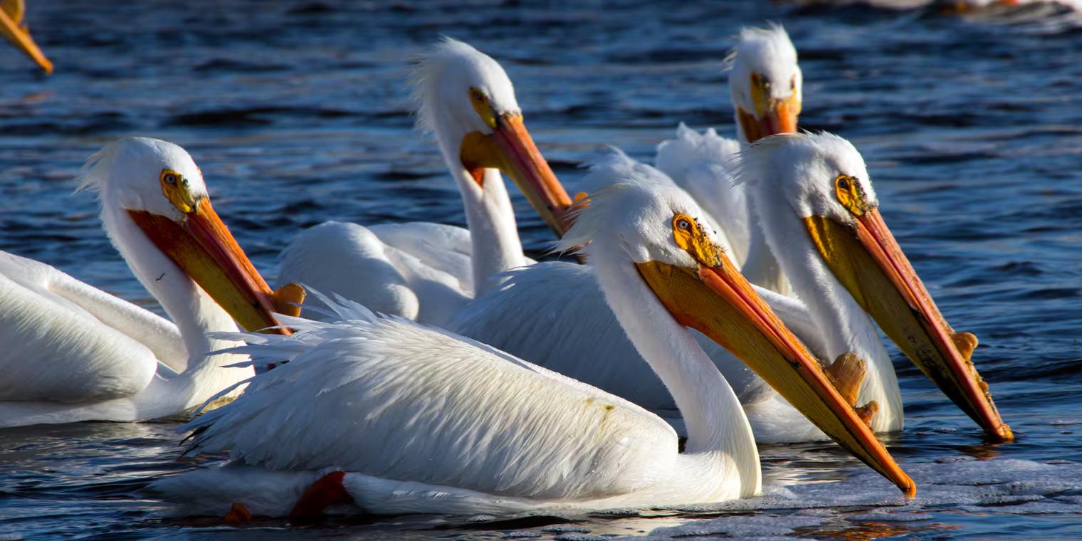 Pelicans 2 décembre 2024