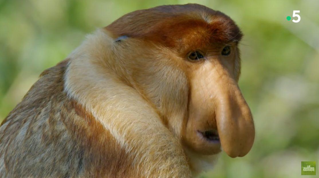 nez fin 19 avril 2021