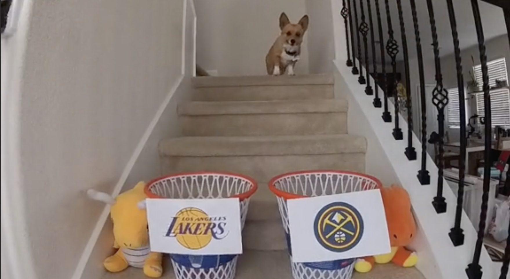 Corgi Lakers Nuggets WTF