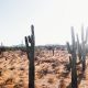 Phoenix Suns Cactus 9 mars 2020