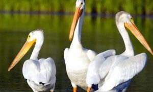 pelicans 29 septembre 2021