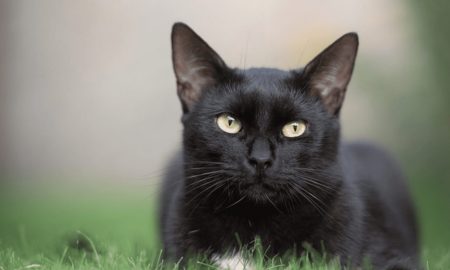 Chat noir