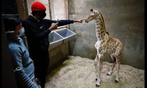 Ja Morant girafe 22 juin 2022